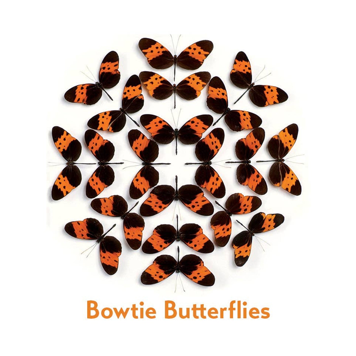 Christopher Marley's Incredible Insects Memory Game