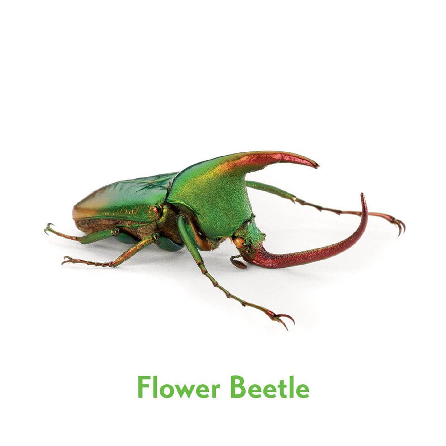 Christopher Marley's Incredible Insects Memory Game