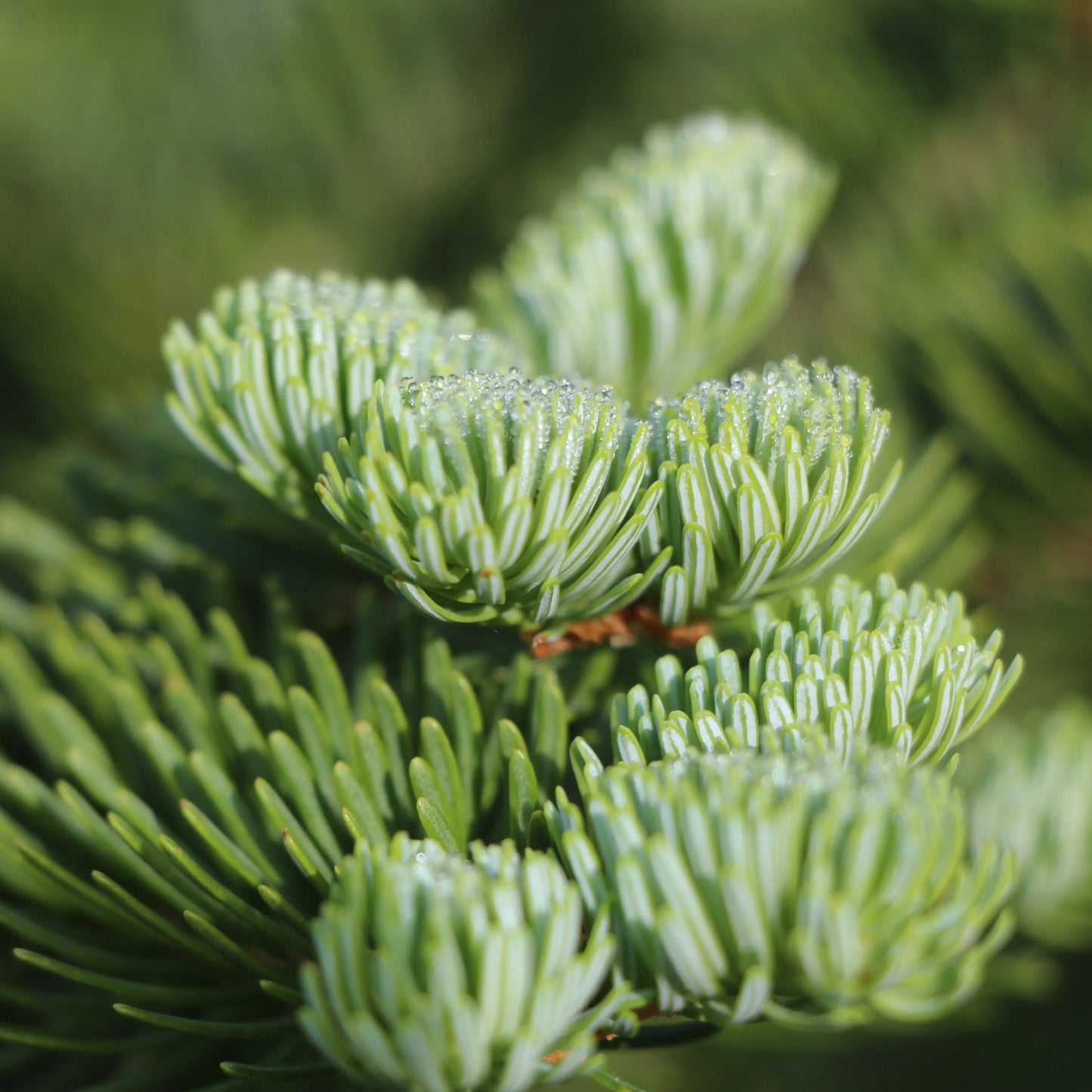 Seed Grow Kit - Noble Fir Christmas Tree