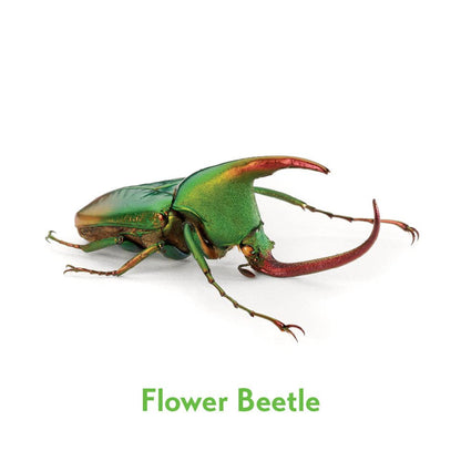 Christopher Marley's Incredible Insects Memory Game
