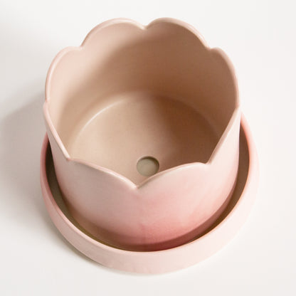 Groove Plant Home in Blush