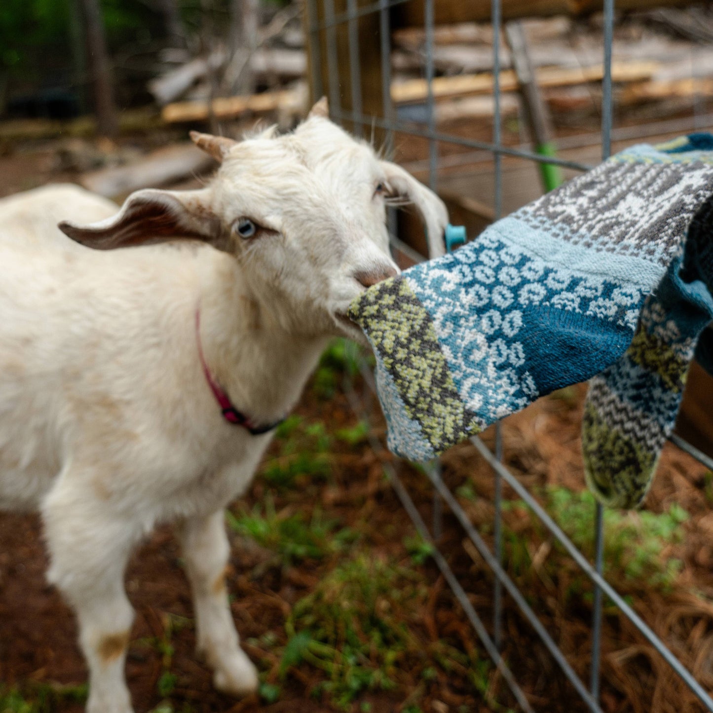 Goat Crew Socks