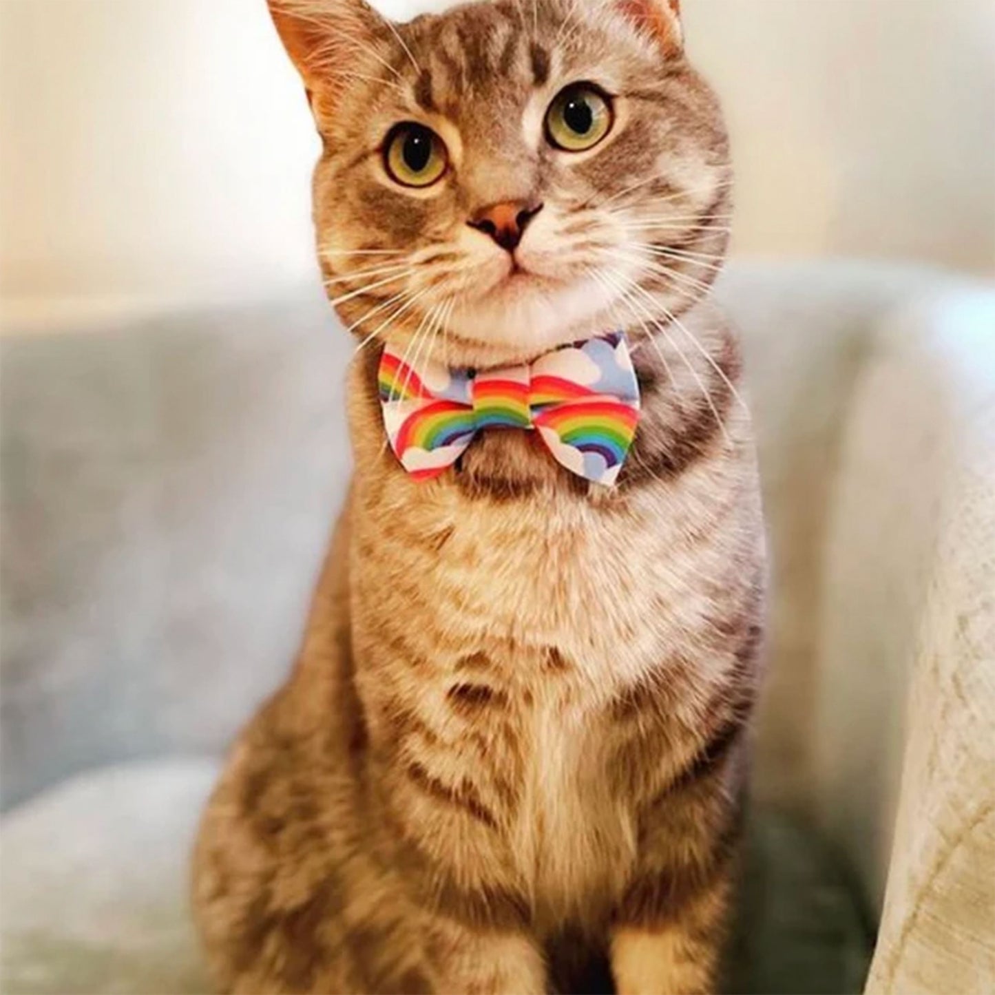 Sweet Pickles Kitty Bowtie