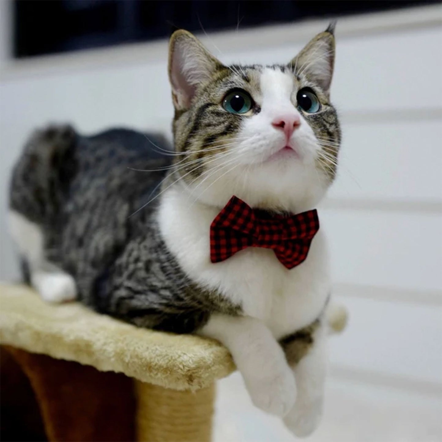 Sweet Pickles Kitty Bowtie